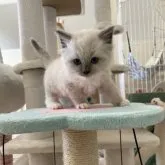 ラグドール【愛媛県・男の子・2023年3月9日・ブルーポイントミテッド】の写真1「4月22日撮影」