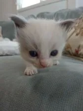 ラグドール【愛媛県・男の子・2021年4月12日・ブルー ポイント バイカラー】の写真1「5月12日撮影」