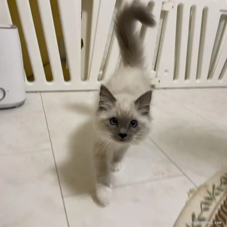 ID:2210-02253の子猫