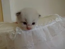 ラグドール【愛媛県・男の子・2020年7月9日・ブルー ポイント バイカラー】の写真2「生後30日頃」