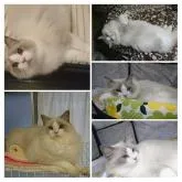 ラグドール【愛媛県・女の子・2022年9月13日・ブルーポイントミテッド】の写真4「イケメン&イクメンの穏やかで心優しい素晴らしいパパです(*≧∀≦*)」