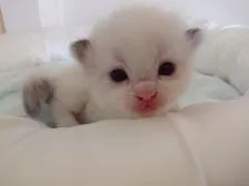 ラグドール【愛媛県・女の子・2020年7月9日・シール ポイント バイカラー】の写真4「生後30日の頃」