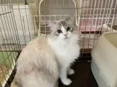 ラグドール【愛媛県・女の子・2023年2月17日・ブルートービーポイントバイカラー】の写真5「美猫のママです(๑>◡<๑)」