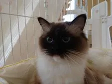 ラグドール【愛媛県・男の子・2020年4月25日・ブルー ポイント ミテッド】の写真5「子煩悩で面倒見の良い素晴らしいママです(*^.^*)」