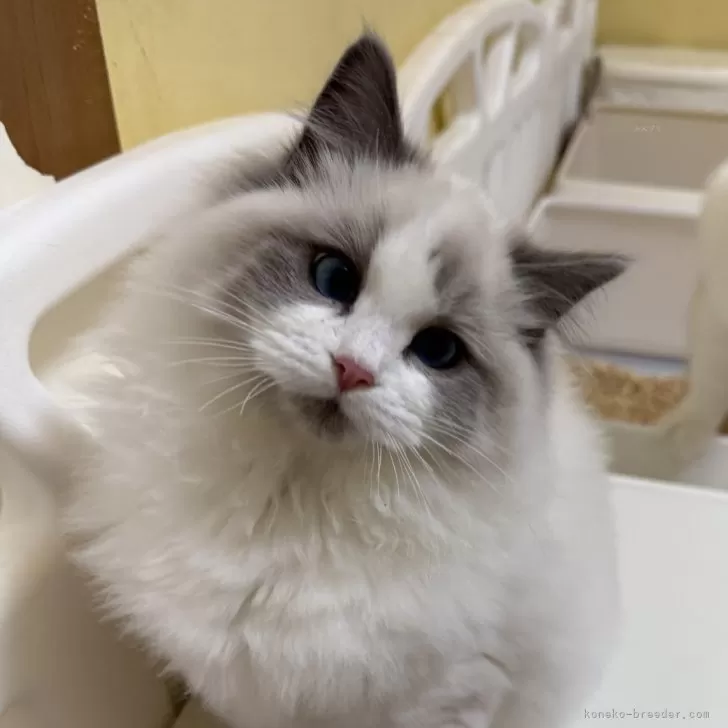 ID:2412-00388の子猫