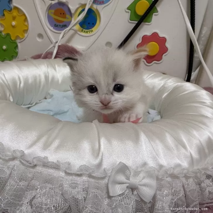 ID:2503-01723の子猫