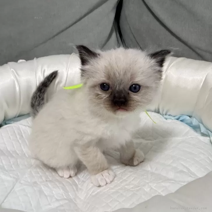 ID：2503-02619の子猫