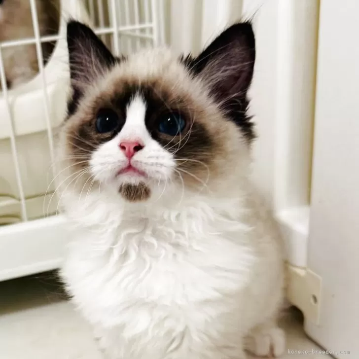 ID：2506-00105の子猫