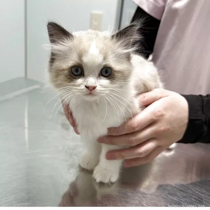 ID：2505-00502の子猫