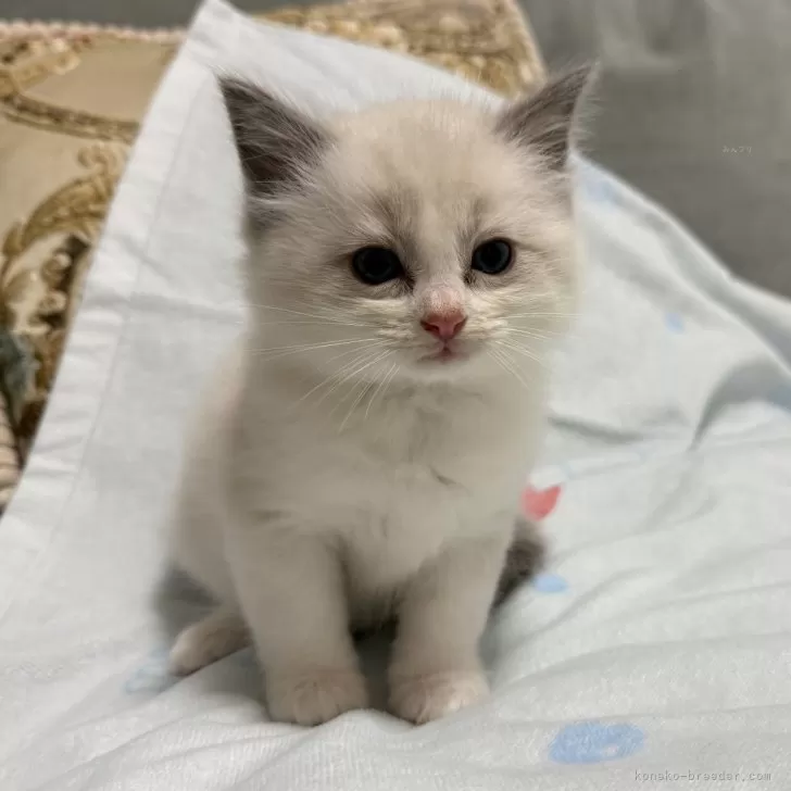 ID:2503-02617の子猫