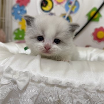ラグドール【愛媛県・男の子・2025年2月19日・ブルーポイントバイカラー】の写真「めちゃイケメンくんです😍」