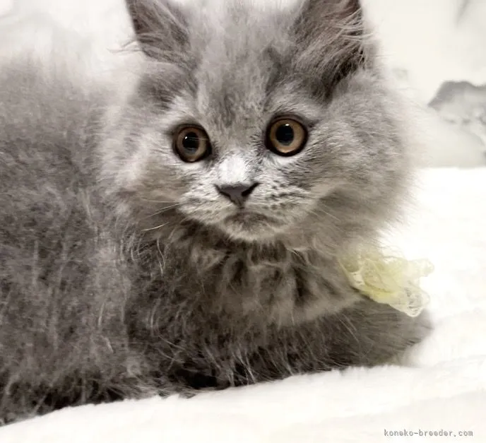 ID：2203-00819の子猫