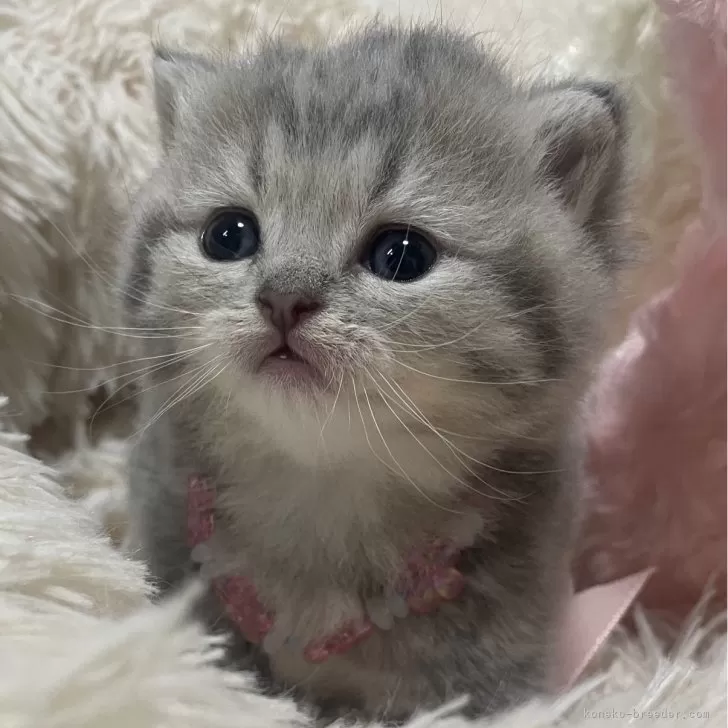 ID:2405-02549の子猫