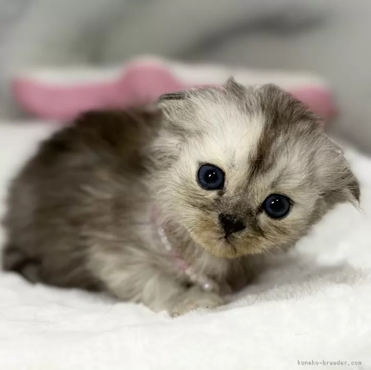 ID:2409-02315の子猫