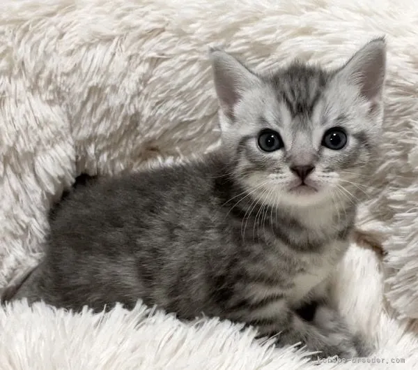 ID：2204-00116の子猫