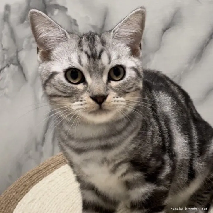 ID:2304-00895の子猫
