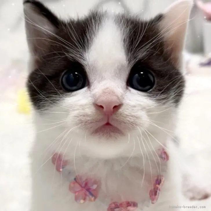 ID：2305-02872の子猫