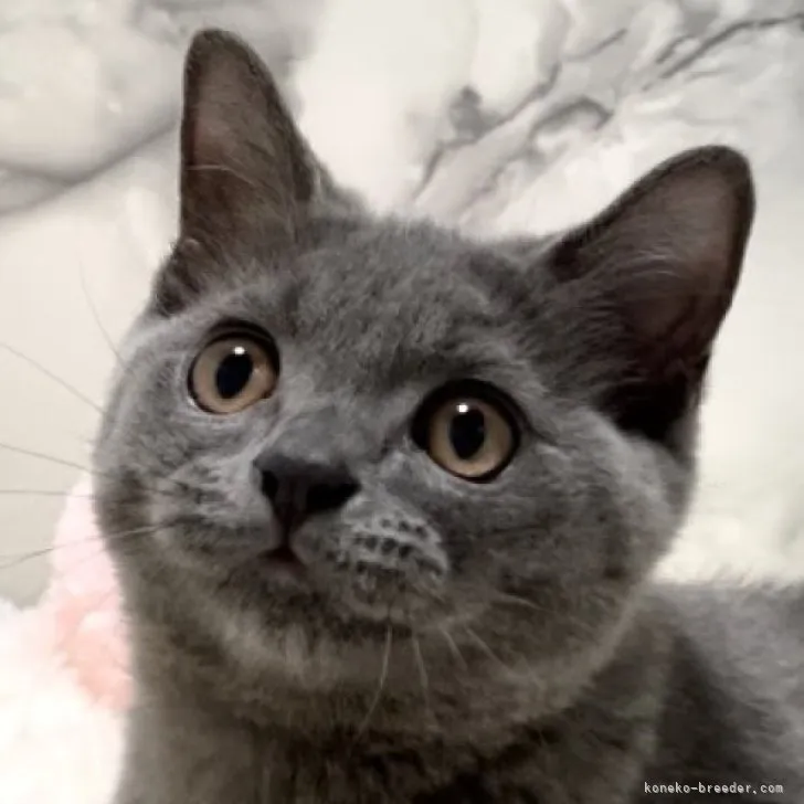 ID:2308-02447の子猫