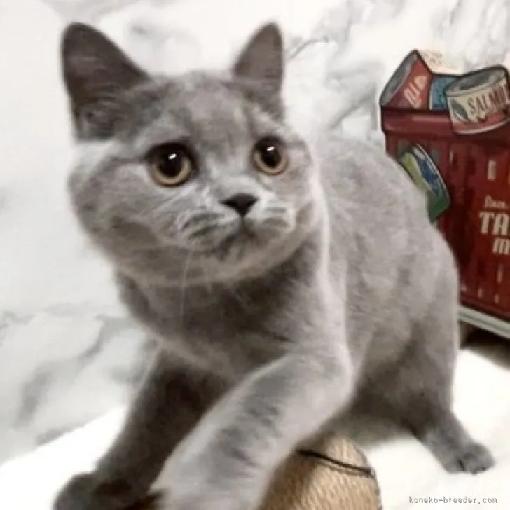 ID：2210-01795の子猫