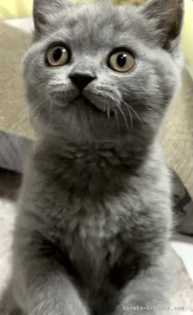 ID:2107-01332の子猫