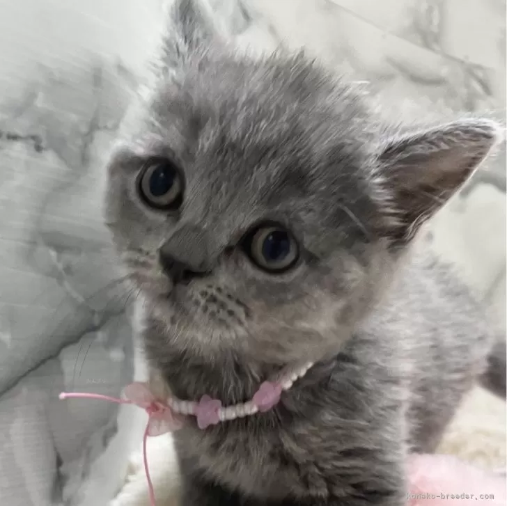 ID:2401-00314の子猫