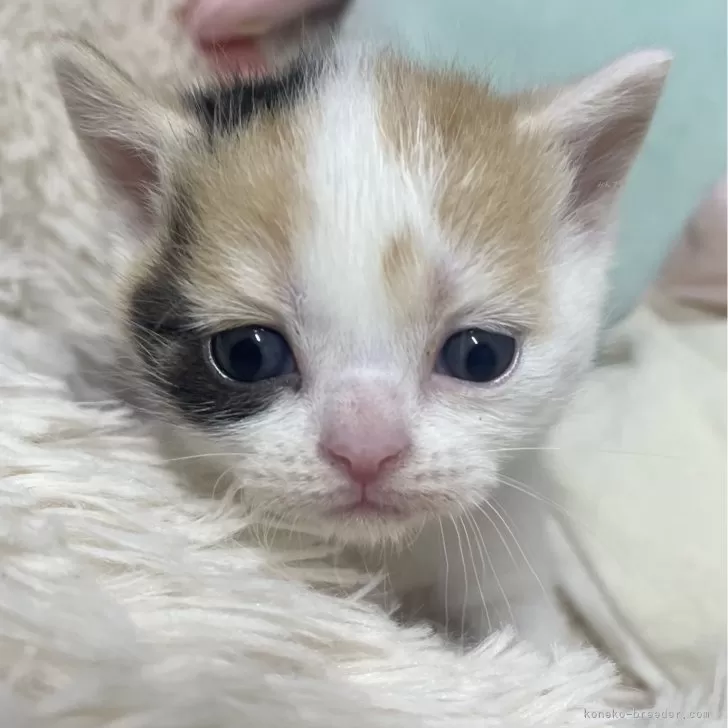 ID:2406-02633の子猫