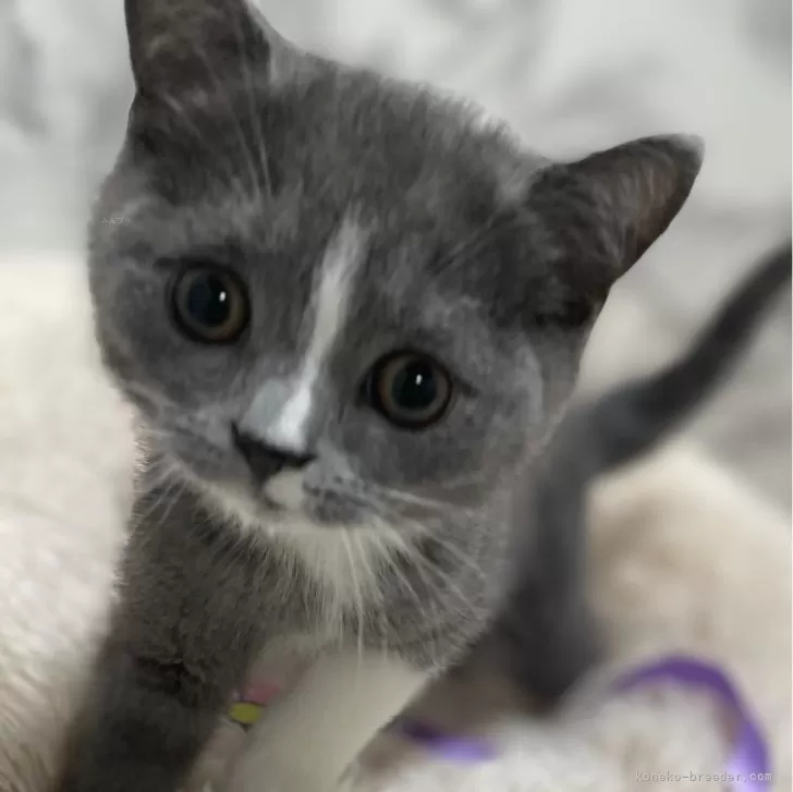 ID：2312-01653の子猫