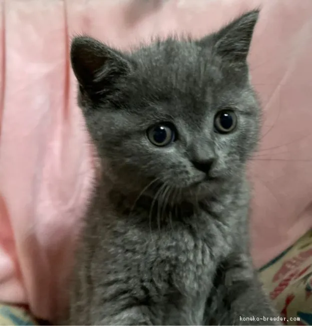ID:2011-00451の子猫