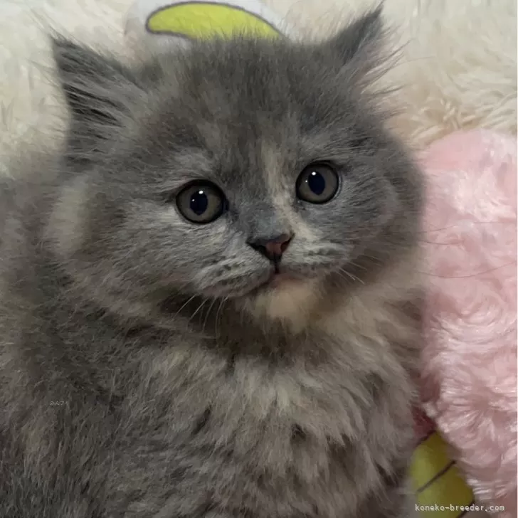 ID:2401-01115の子猫