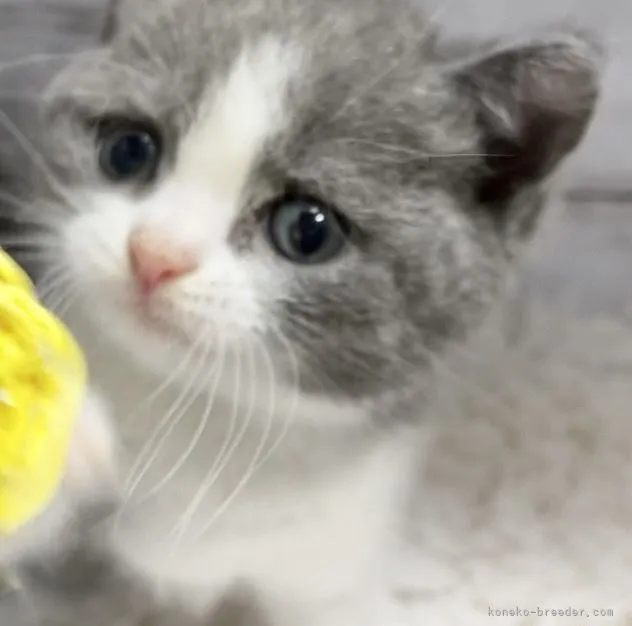 ID：2111-00019の子猫