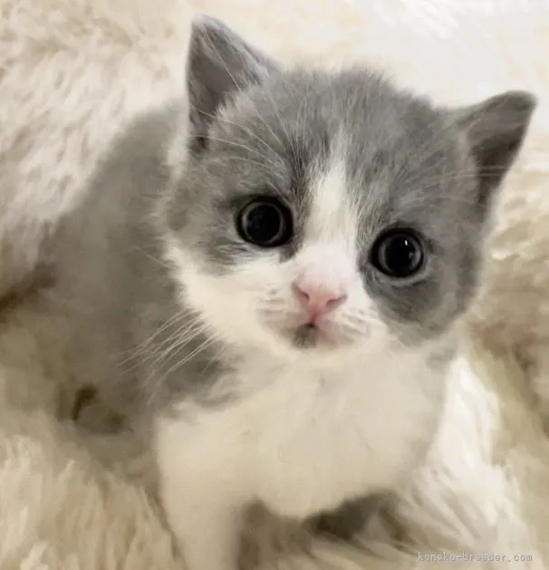 ID：2202-01270の子猫