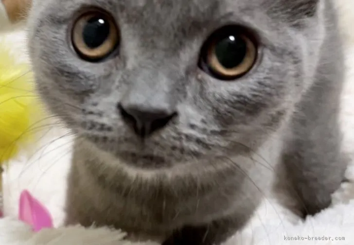 ID：2110-01668の子猫