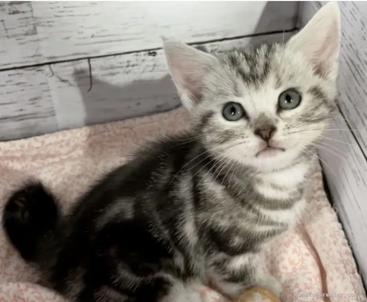 ID：2110-01660の子猫