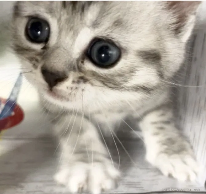 ID：2110-02512の子猫