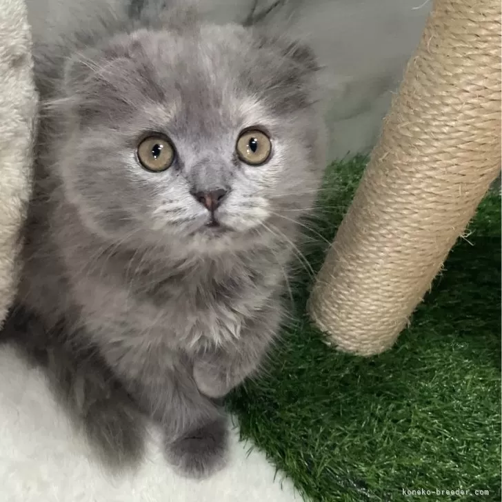 ID：2404-03367の子猫