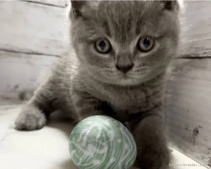 ID:2110-01665の子猫