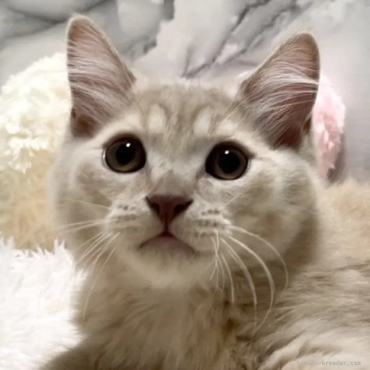 ID:2308-02445の子猫