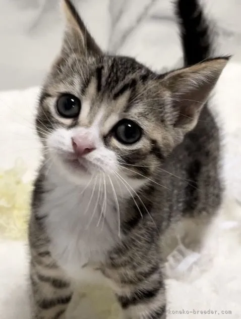 ID:2205-00709の子猫