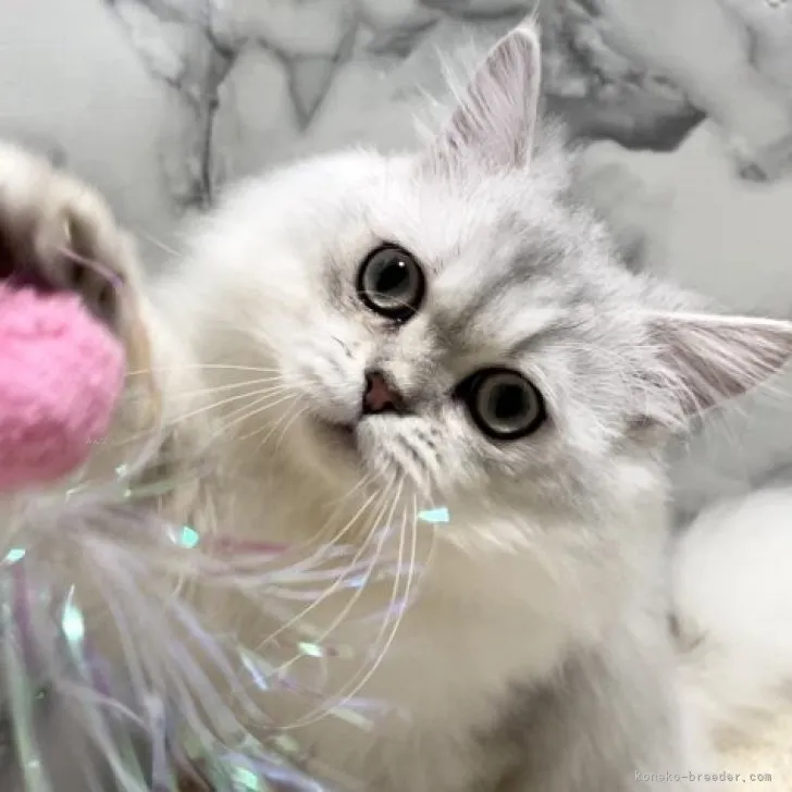 ID：2301-00713の子猫