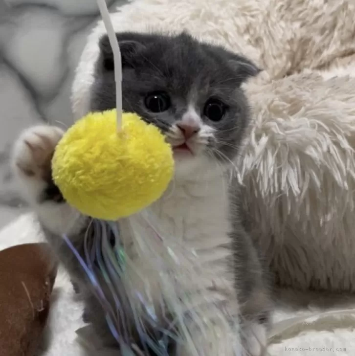 ID:2312-00288の子猫