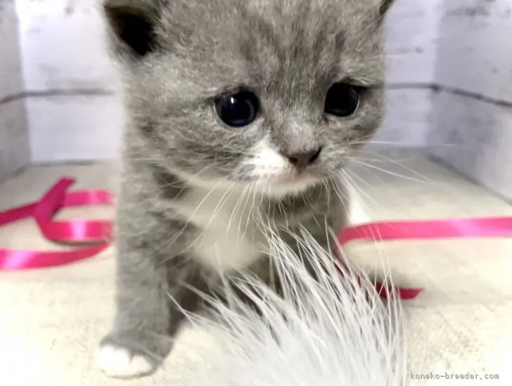 ID:2106-02247の子猫