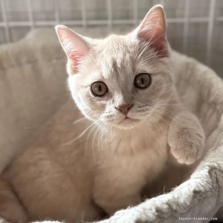 ID:2409-02350の子猫