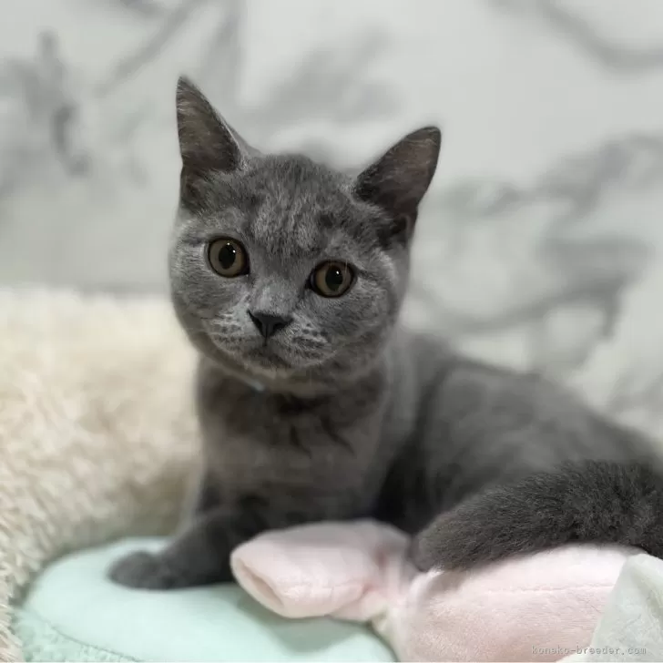 ID:2406-01396の子猫