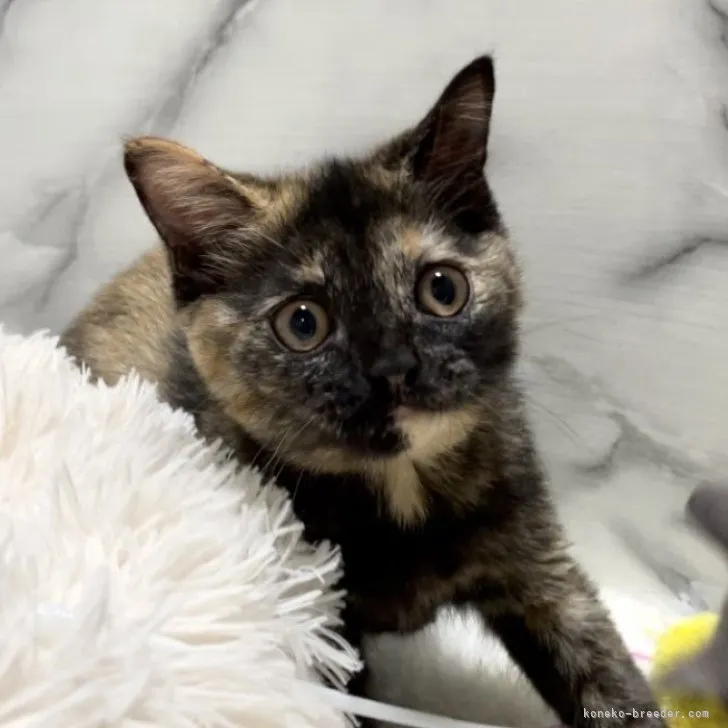 ID：2308-02437の子猫