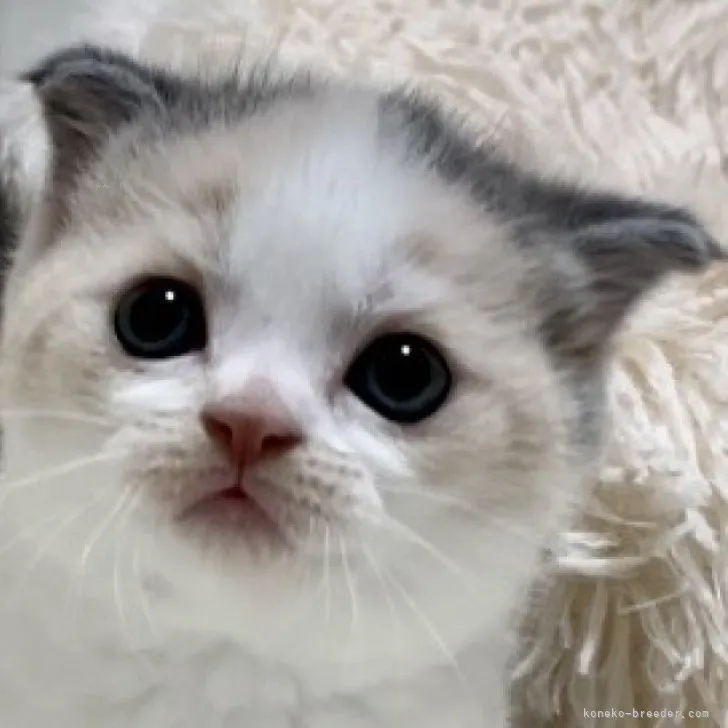 ID:2310-02470の子猫