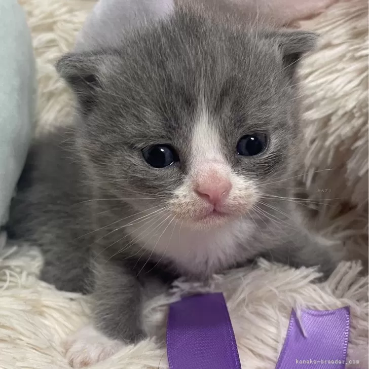 ID:2406-02631の子猫