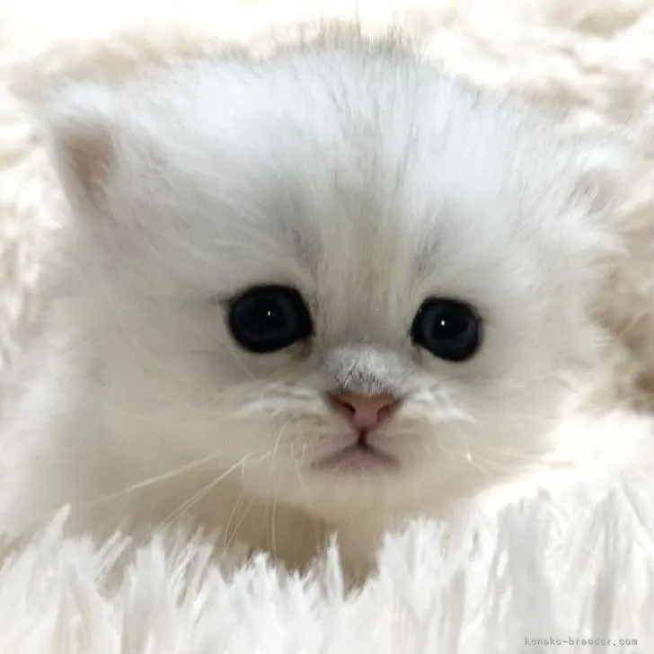 ID:2301-00736の子猫