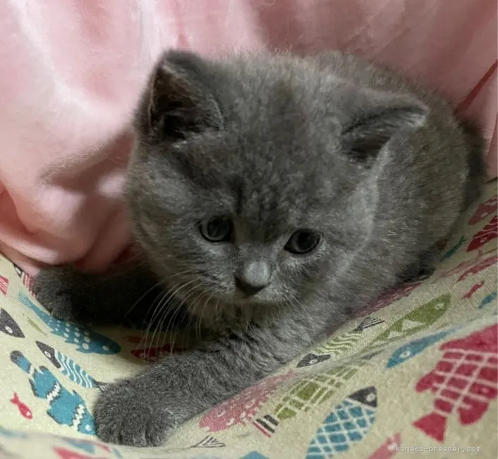 ID:2011-00454の子猫