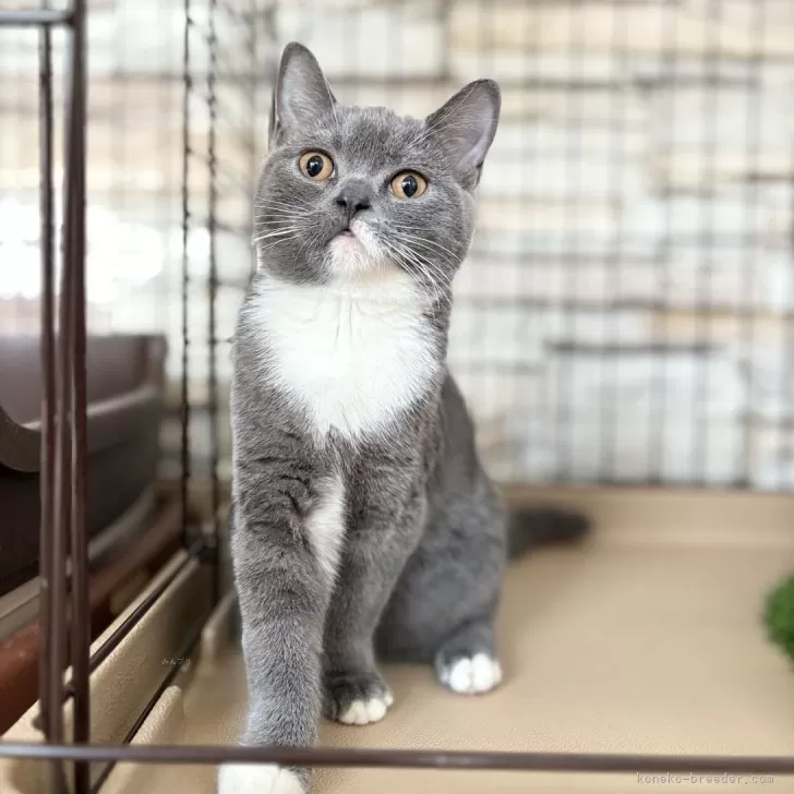 ID:2406-01403の子猫