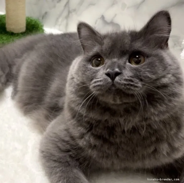 ID：2303-01743の子猫